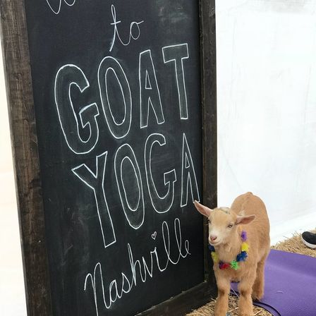 Small brown goat wearing a colorful flower lei standing on a purple yoga mat next to a chalkboard sign that reads "Goat Yoga Nashville".