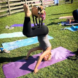 Woman in headstand at outdoor goat yoga on a sunny grassy farm, a small goat wearing a striped bandana balances on her hips