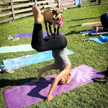 Woman in headstand at outdoor goat yoga on a sunny grassy farm, a small goat wearing a striped bandana balances on her hips