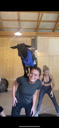 Smiling woman in a barn-style yoga studio with a playful black-and-white goat wearing a blue bandana perched on her shoulders during a goat yoga class; another participant in workout clothes in the background.