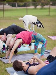 Small black-and-white goat balancing on a woman's back during an outdoor goat yoga class on a grassy field, participants on yoga mats in bridge poses.