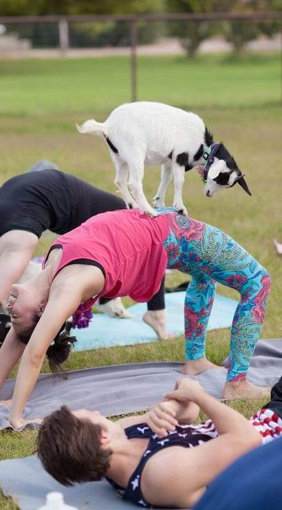 Small black-and-white goat balancing on a woman's back during an outdoor goat yoga class on a grassy field, participants on yoga mats in bridge poses.
