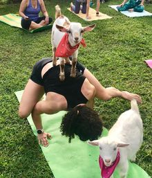 Outdoor goat yoga class on grass — small goat wearing a red bandana stands on a woman in an arm‑balance pose while another goat wanders nearby on a green mat.