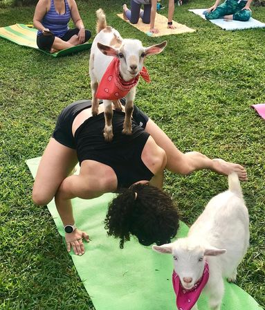 Outdoor goat yoga class on grass — small goat wearing a red bandana stands on a woman in an arm‑balance pose while another goat wanders nearby on a green mat.