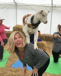 Playful white kid goat wearing a bandana and harness stands on the back of a smiling woman in a gray workout top during an indoor goat yoga session with hay bales and other participants on mats in the background.