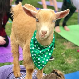 Brown baby goat with blue eyes wearing a green clover bandana standing on a person during outdoor goat yoga on colorful yoga mats in the grass