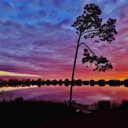 Leaning pine silhouette at sunset over a calm lake, vibrant purple-orange sky mirrored in the water with a small dock and waterfront houses along the shore.