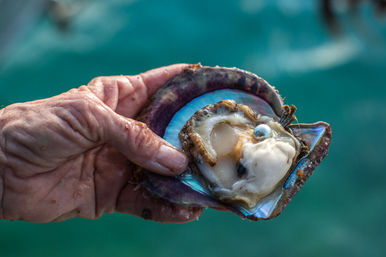 Close-up of a weathered hand holding an open abalone shell with a small pearl and iridescent blue nacre against turquoise ocean water