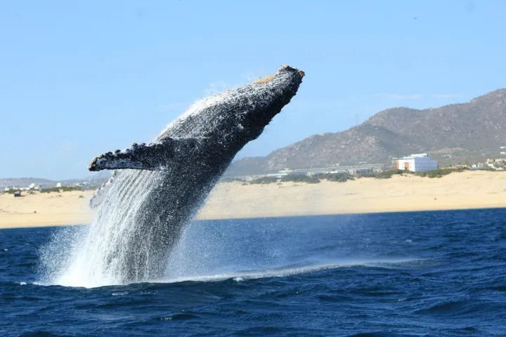 Humpback whale breaching dramatically out of deep blue ocean near a sandy coastline with dunes and hills under a clear blue sky
