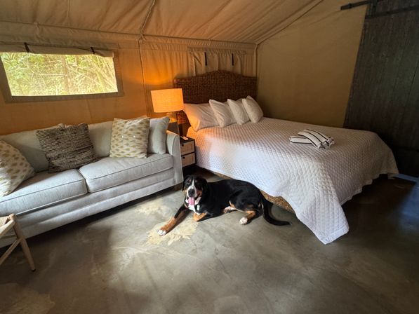 Cozy glamping tent interior with a large quilted bed, beige sofa with patterned pillows, warm bedside lamp, and a black-and-brown dog lying on the concrete floor.