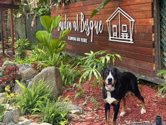 Lush tropical garden entrance with a wooden glamping venue sign, palms, ferns, decorative rocks and a happy black-and-tan dog standing on red mulch