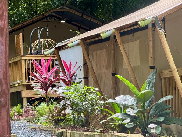 Tropical glamping canvas tent with wooden deck and hanging rattan egg chair, framed by vibrant red ti plants, broad-leaf greenery and a gravel garden path.