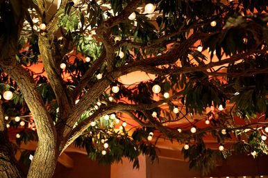 Indoor tree with textured bark and leafy branches draped in warm globe string lights, creating a cozy orange ambient glow.