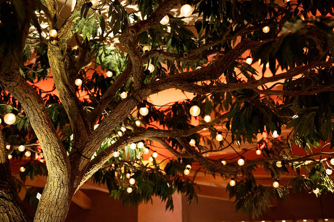 Indoor tree with textured bark and leafy branches draped in warm globe string lights, creating a cozy orange ambient glow.