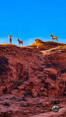 Valley of Fire Desert Hiking Escape image 7
