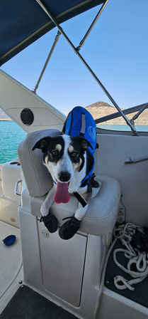 Vegas Boat Day: Private Lake Mead Cruiser Experience image 8