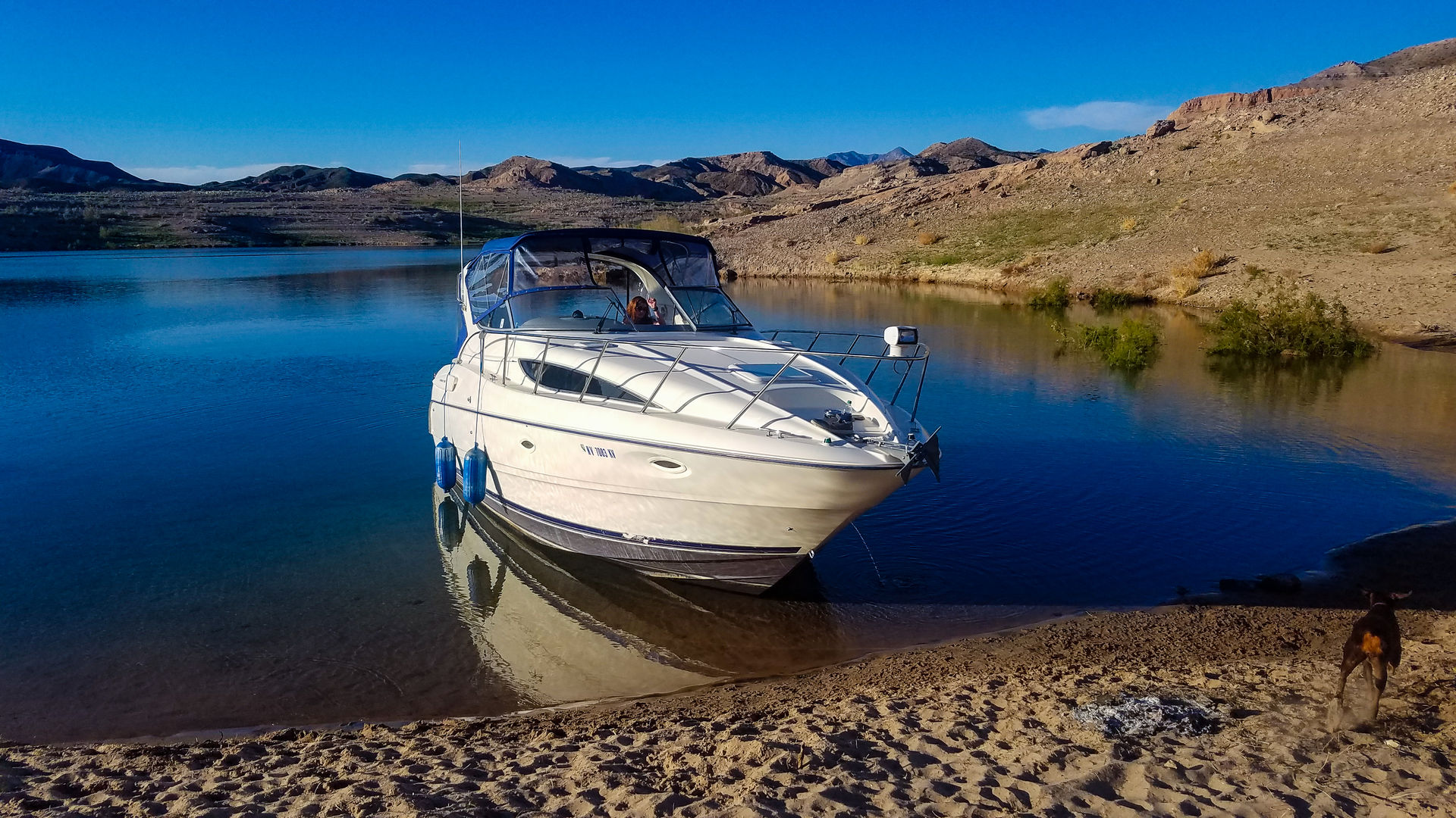 Sunny white cabin cruiser beached on a calm blue lake, reflecting in the water with sandy shore, desert hills and clear sky; small dog on the beach.