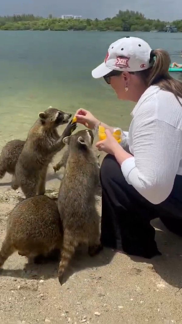 Person kneeling on a sandy shore feeding three curious raccoons pieces of yellow fruit beside calm coastal water and a tree-lined shoreline.