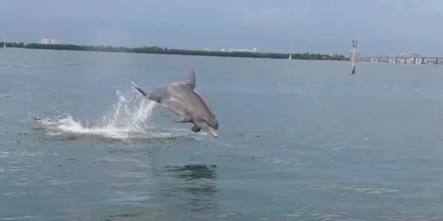 Bottlenose dolphin leaping mid-air above calm coastal bay waters, splash behind it and distant shoreline with a low bridge on the horizon