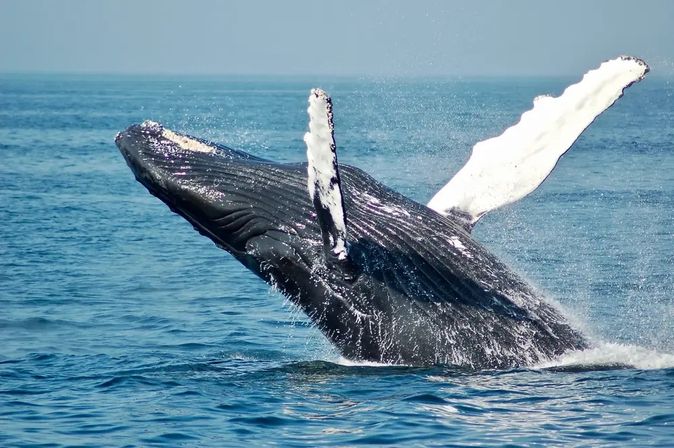 Whale Watching Sail on Oahu: Guided Humpback Cruise & Scenic Views image 1