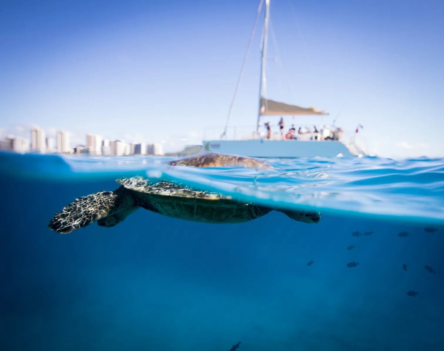 Split-level photo of a green sea turtle gliding just below clear blue ocean surface with a tourist catamaran and distant coastal skyline under a sunny sky