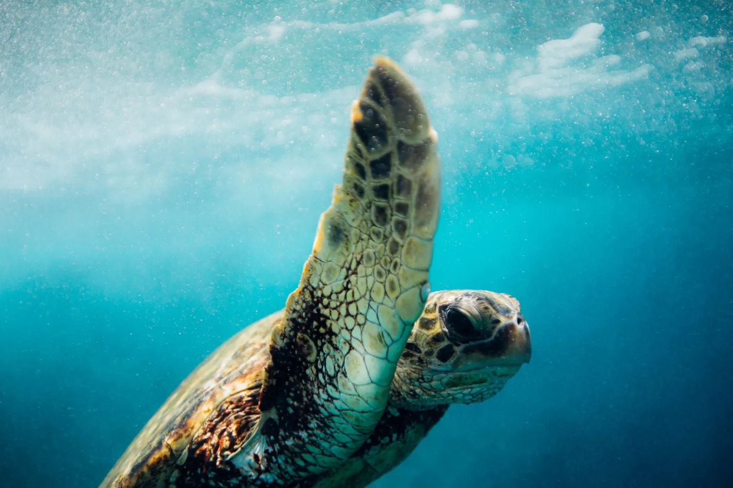 Underwater close-up of a sea turtle swimming in clear turquoise ocean water, flipper raised as if waving and tiny bubbles around it.