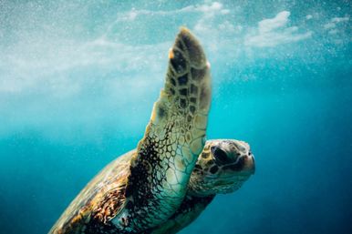 Underwater close-up of a sea turtle swimming in clear turquoise ocean water, flipper raised as if waving and tiny bubbles around it.