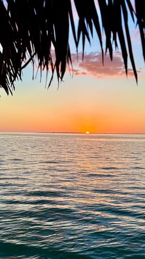 Tropical ocean sunset framed by silhouetted palm fronds, orange-pink sky and sun dipping at the coastal horizon over calm rippling water.