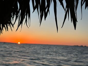 Silhouetted palm fronds framing a vibrant orange and pink tropical beach sunset over a calm ocean horizon