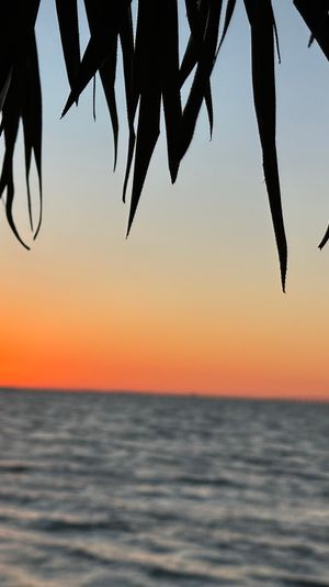 Silhouetted palm fronds framing a vibrant orange and pink tropical beach sunset over a calm ocean horizon