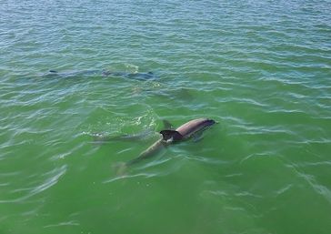Playful pod of dolphins cruising just below the surface of green coastal waters, dorsal fins and ripple trails visible.