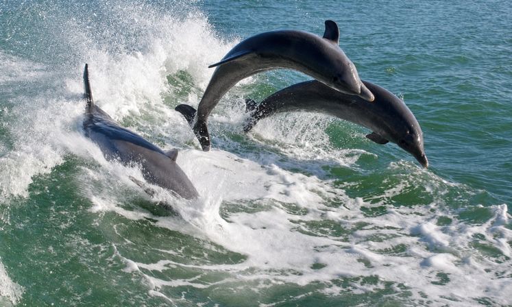 Dolphins, Drinks & Coastal Views Aboard the Dolphin Racer in St. Pete Beach image 9
