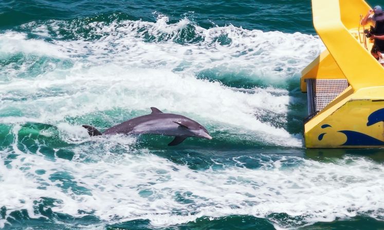 Dolphins, Drinks & Coastal Views Aboard the Dolphin Racer in St. Pete Beach image 3