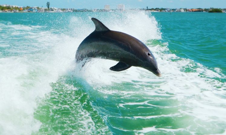 Dolphins, Drinks & Coastal Views Aboard the Dolphin Racer in St. Pete Beach image 7