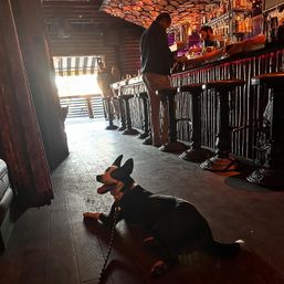Happy black-and-white dog on a leash lounging on a wooden floor inside a cozy, rustic bar with high stools, a bartender and warm string lights