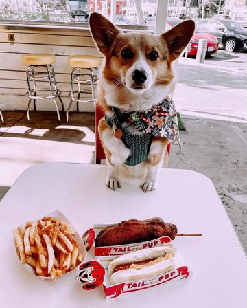 Tail o' the Pup image 13