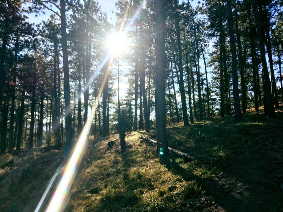 Bright sunbeam streaming through tall pine trees on a grassy mountain forest hillside, lens flare casting long shadows across a shaded trail.