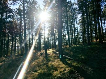 Bright sunbeam streaming through tall pine trees on a grassy mountain forest hillside, lens flare casting long shadows across a shaded trail.