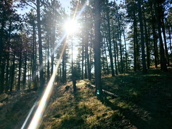 Bright sunbeam streaming through tall pine trees on a grassy mountain forest hillside, lens flare casting long shadows across a shaded trail.
