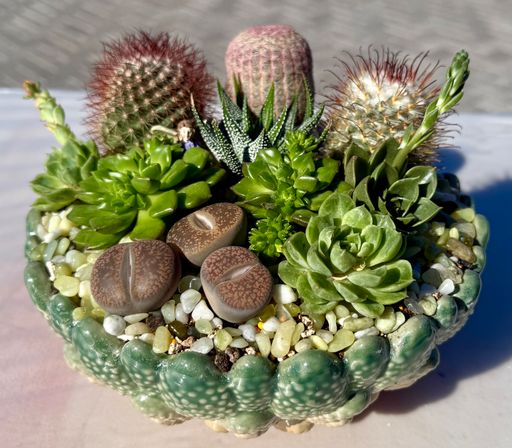 Design a Succulent Garden Workshop image 5