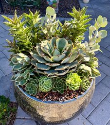 Design a Succulent Garden Workshop image 16