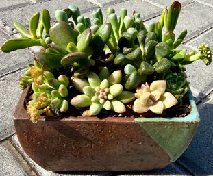 Design a Succulent Garden Workshop image 9