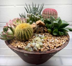 Design a Succulent Garden Workshop image