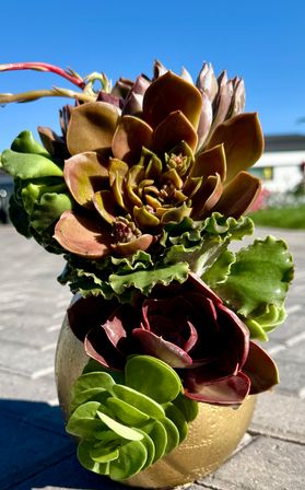 Design a Succulent Garden Workshop image 14