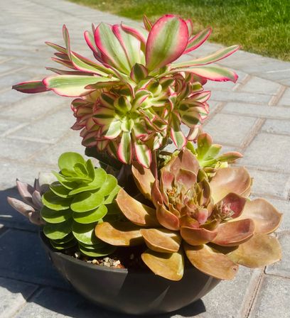 Design a Succulent Garden Workshop image 15