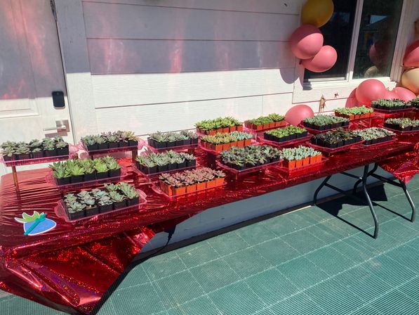 Design a Succulent Garden Workshop image 6