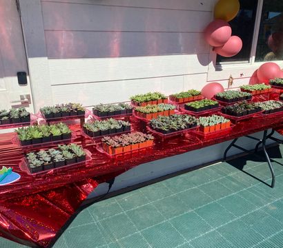Laura’s Succulent Designs
