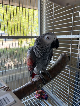 Parrot Priestess tarot with Parrots image 8