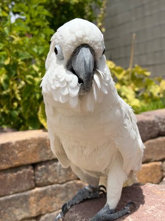 Parrot Priestess tarot with Parrots image 10