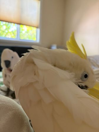 Parrot Priestess tarot with Parrots image 6